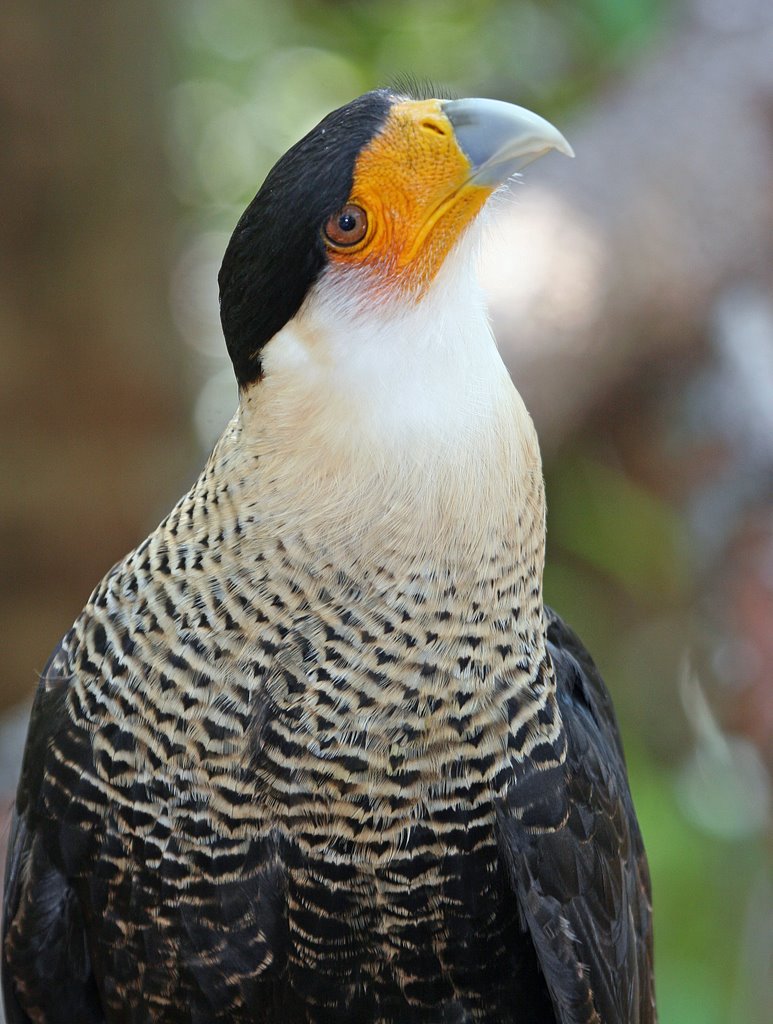 Flamingo Gardens Caracara by thehawkwoman