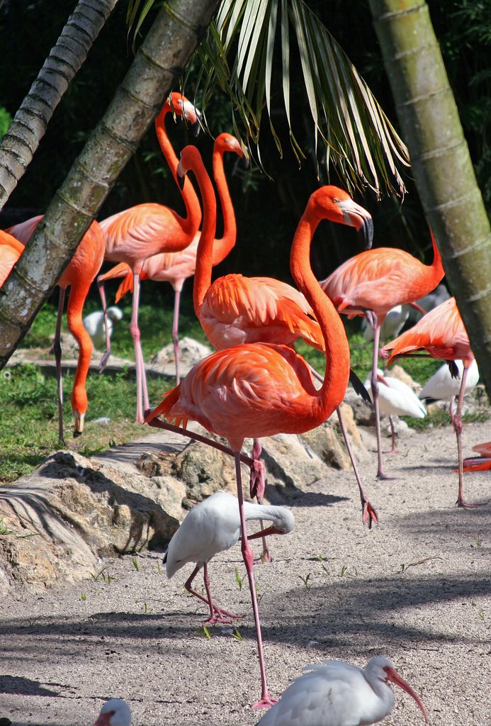 Flamingo Gardens Flamingo by thehawkwoman