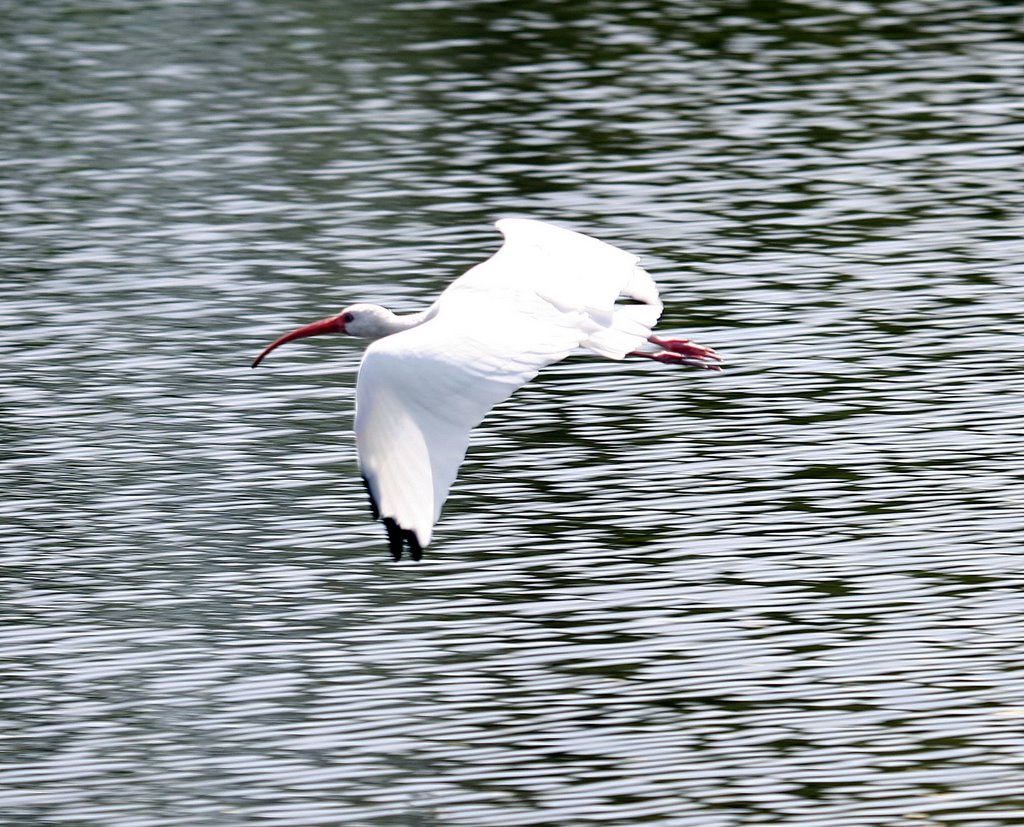 Flamingo Gardens White Ibis by thehawkwoman