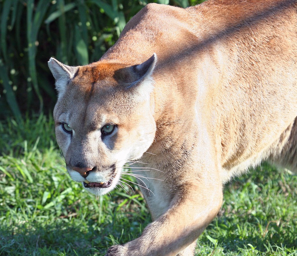 Florida Panther Flamingo Gardens by thehawkwoman