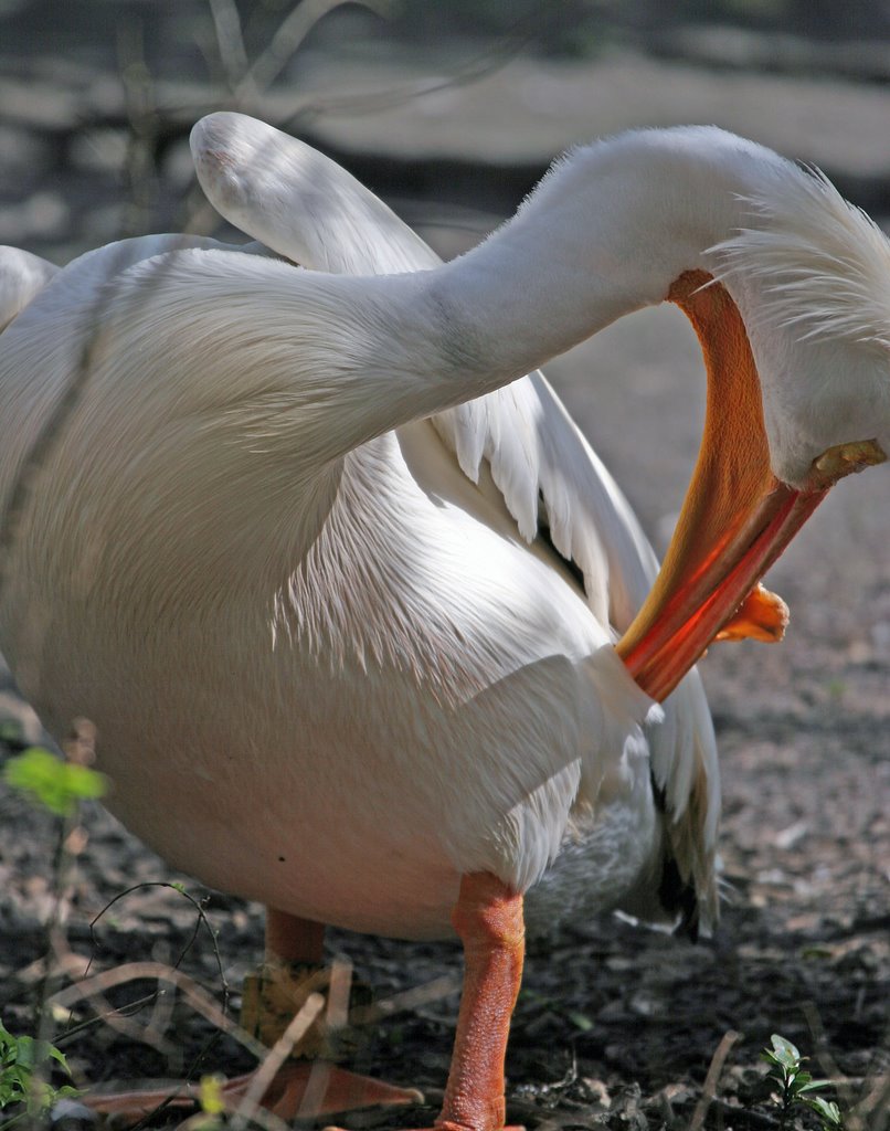 White Pelican Flamingo Gardens by thehawkwoman