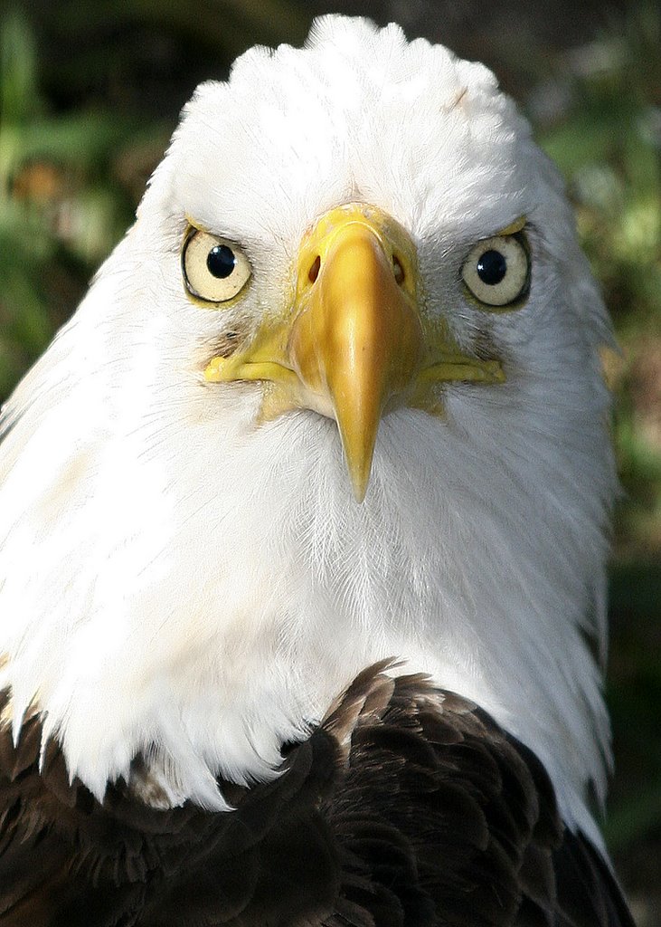 Bald Eagle Flamingo Gardens by thehawkwoman