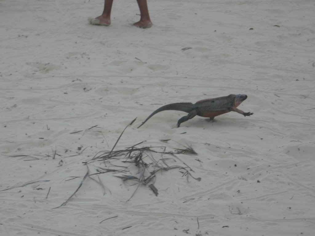 Feeding Iguanas on Leaf Cay by darksydeofthemoon