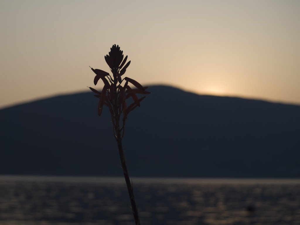 Sunset in Rose by Bernard Matkovic