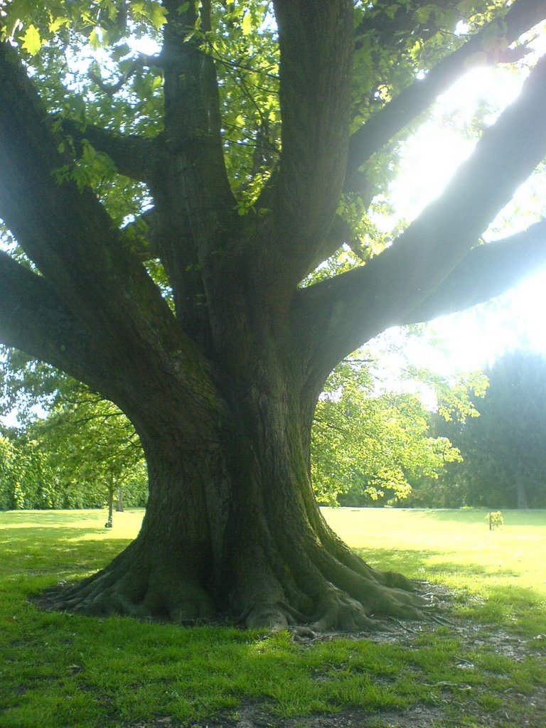 Bute park tree by Allen Xie