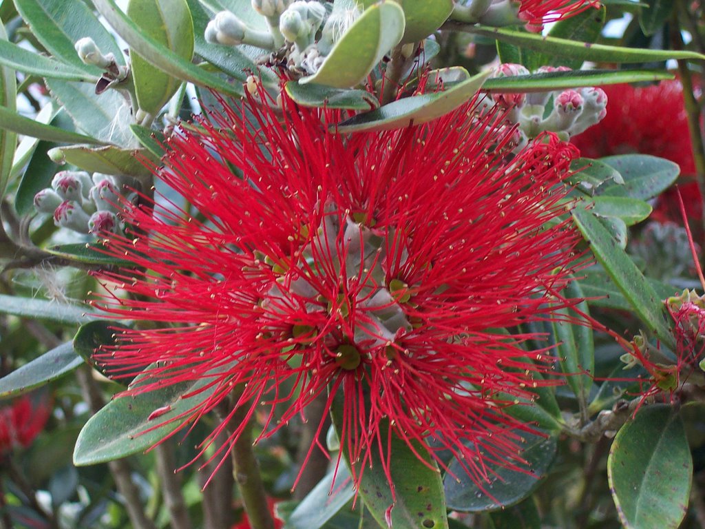 Pohutukawa flower in Larnach Castle's garden by Michaël HOEN