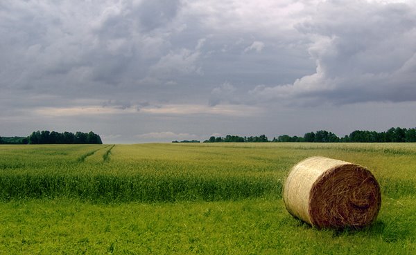 Field by mekakene