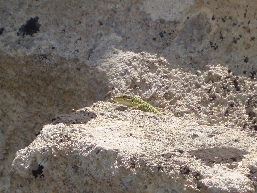 SELINUNTE lucertola al sole by ferdonio