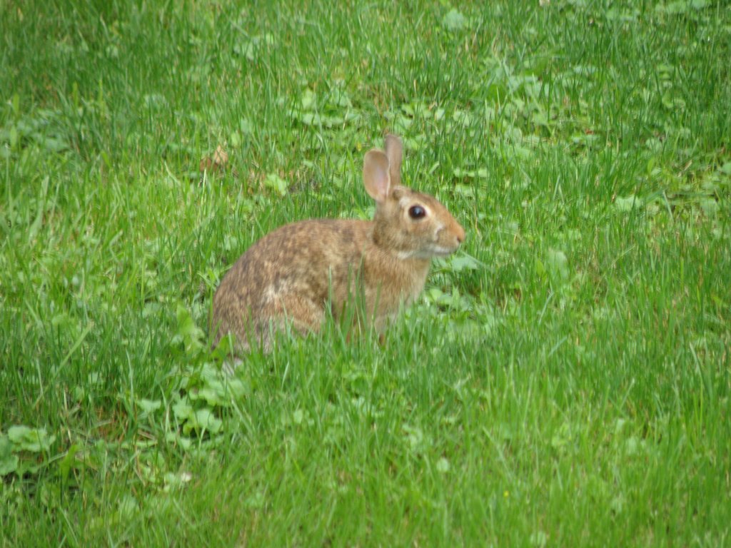 Brown Bunny Sitting In The Backyard Of Pennsylvania. by MrNAASSIR