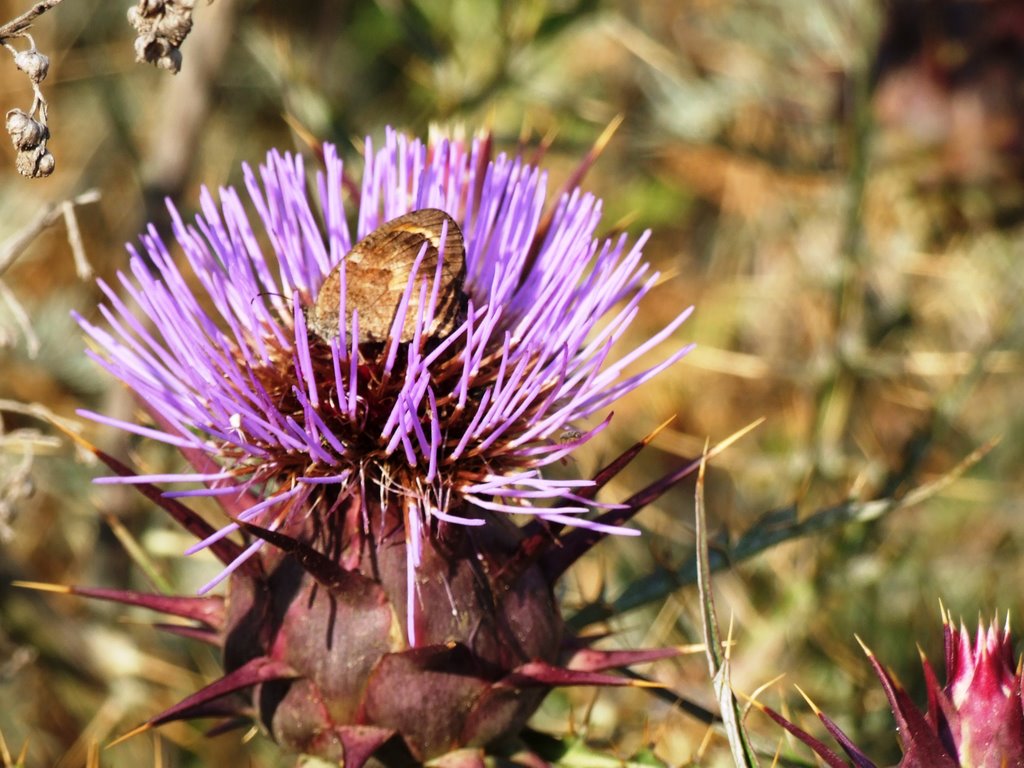 Lipari: Fiore di Carciofo spinoso by Antonio Iacullo