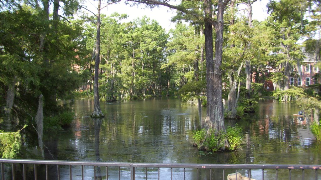 Cypress Lake.....ULL Lafayette, La. by clange