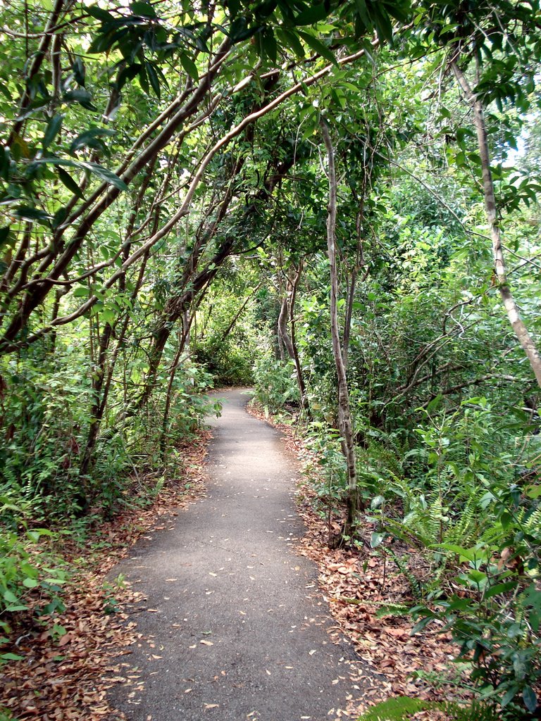 Anhinga Trail by quicktbs