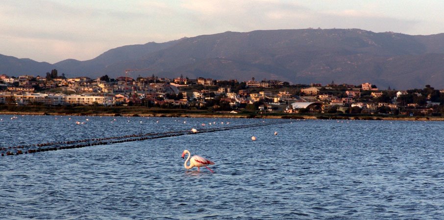 Italy Quartu Sant'Elena fenicotteri nella salina by giacomondo