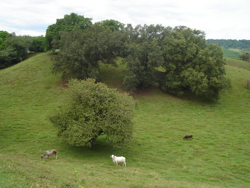 Vacas del potrero by forecks