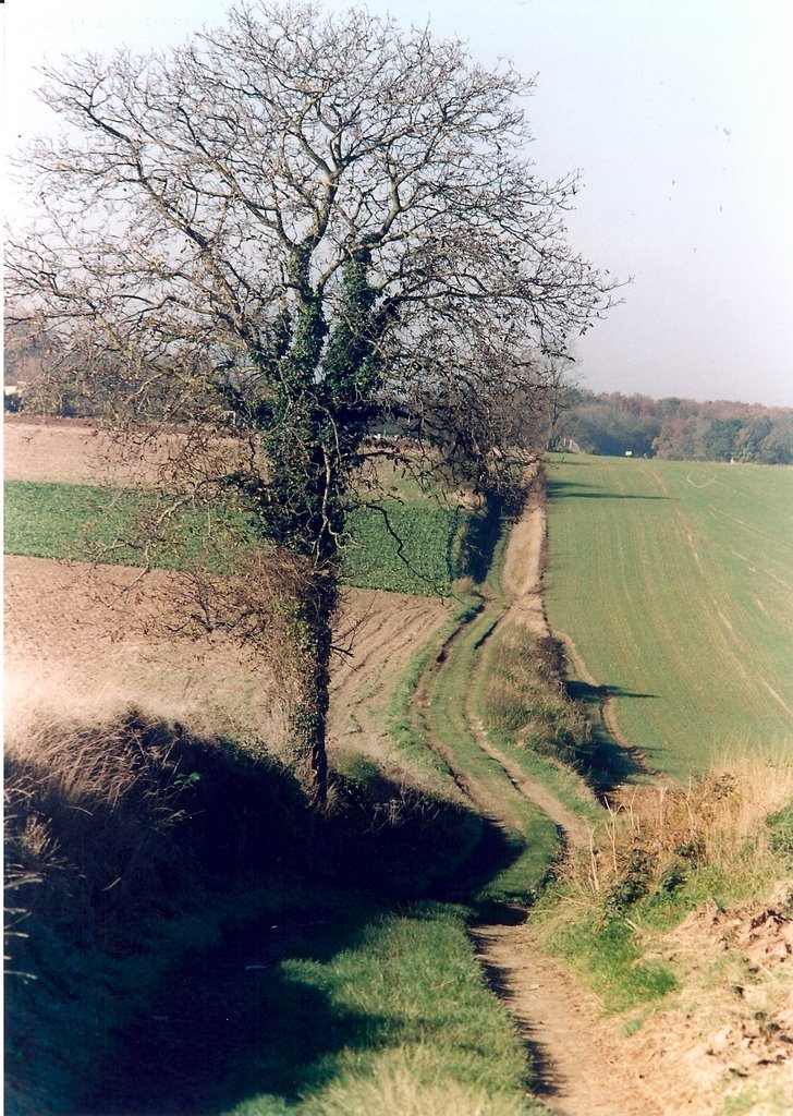 Vallée de Chauvry. Chemin du bord haut. by Vincent Gautier