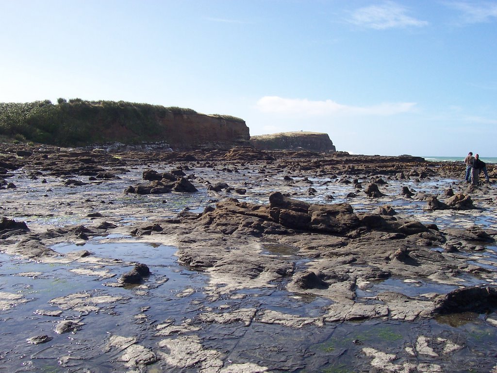 Overview of the petrified forest at Curio Bay 2 by Michaël HOEN