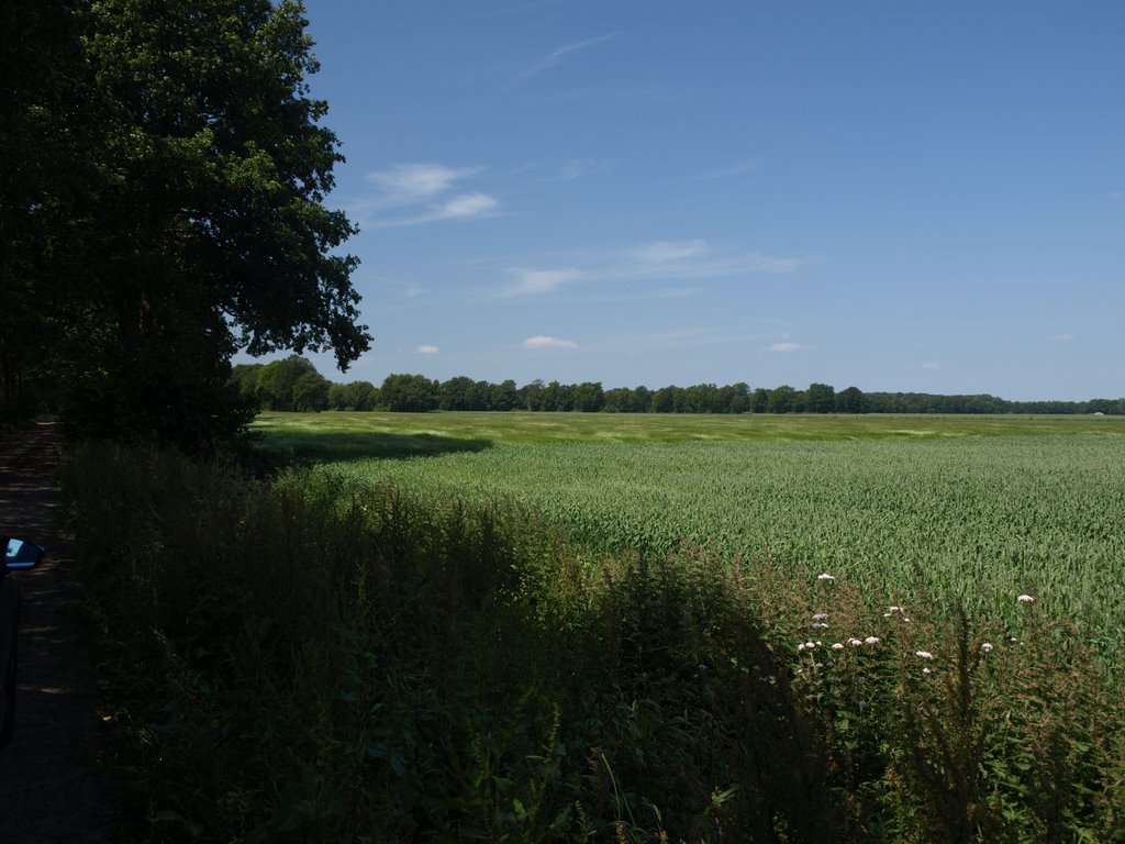 Koren bij de Oude Dijk by Hans R. van der Woud…