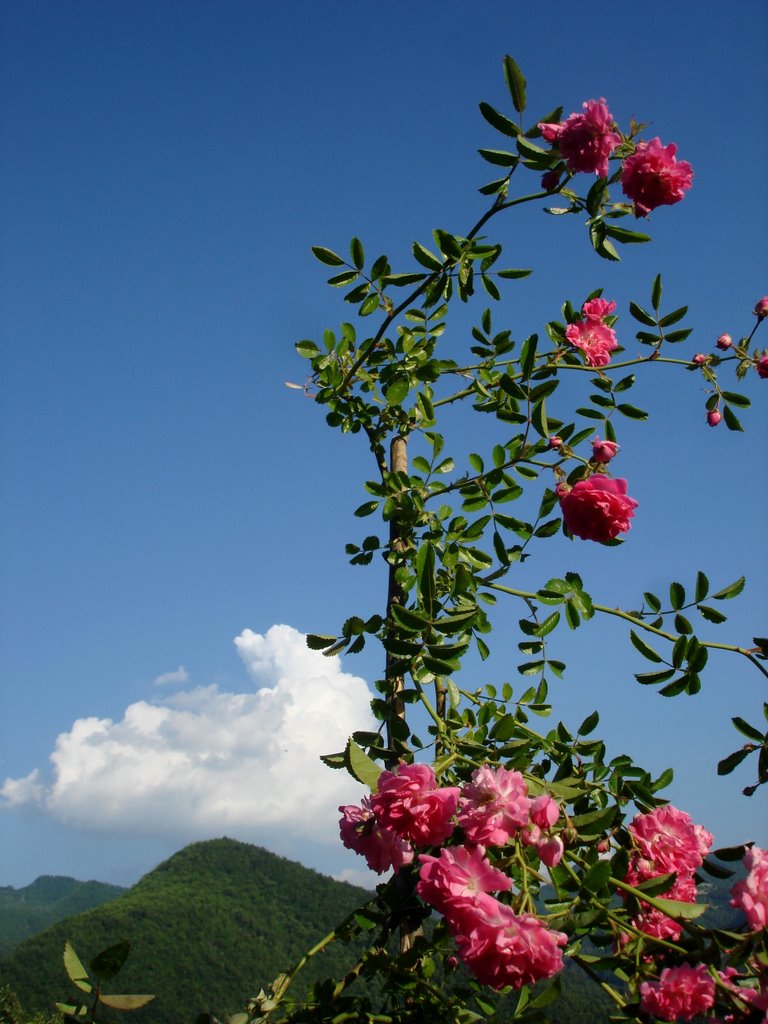 Il roseto verso il cielo - Brugnello ( PC) by effeelle