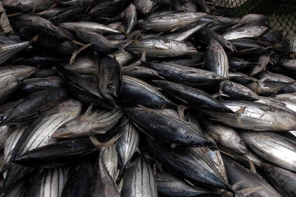 Atun en Mahé_Seychelles by robertogarcia