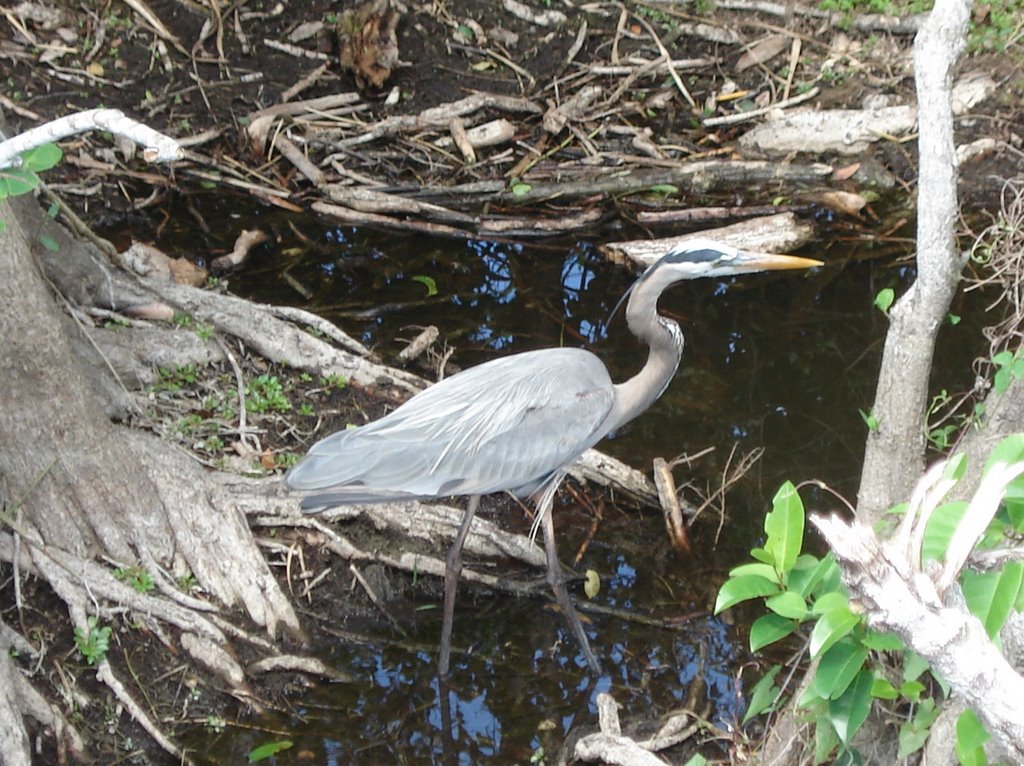 Great Blue Heron on Anhinga Boardwalk by quicktbs