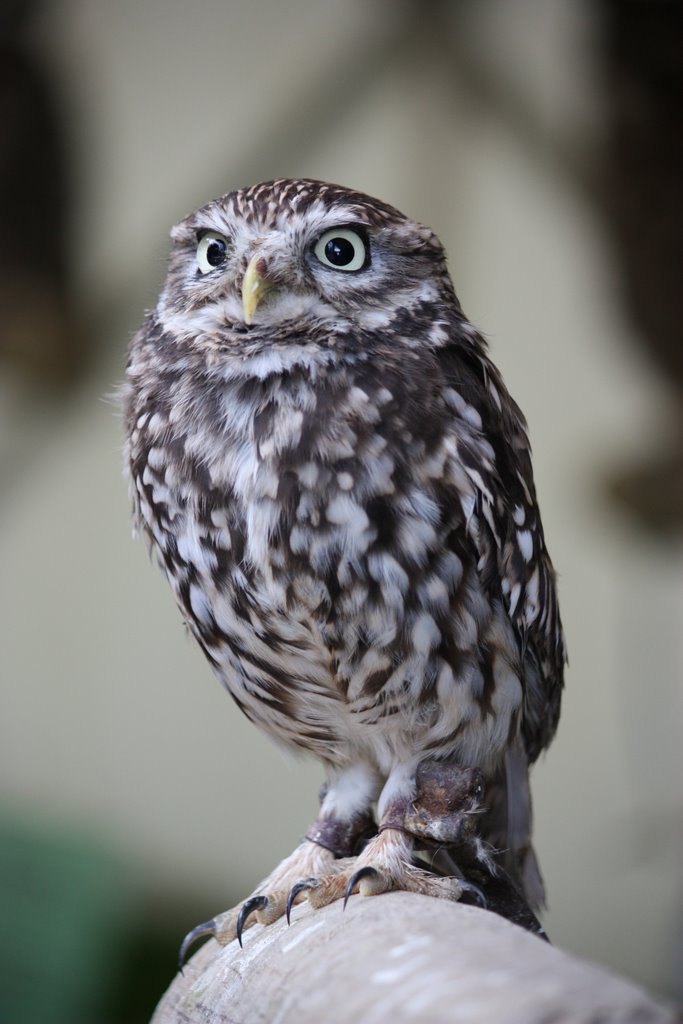 Little Owl by Holland-N