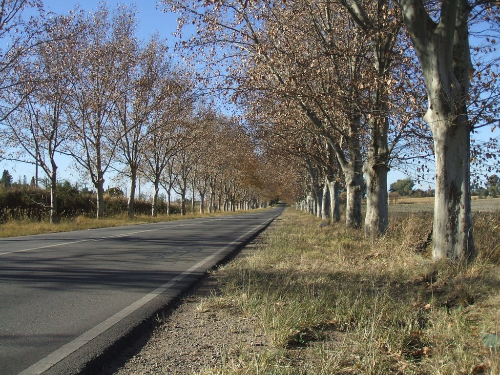 Camino en Colonia Caroya by Mario Ezio Juan De Marchi