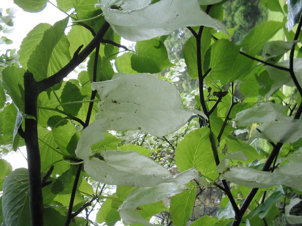 Davidia involucrata (galambfa) by tompatibi