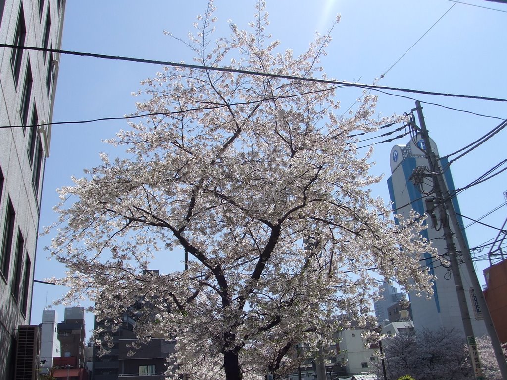 新富町の桜 by kamemari