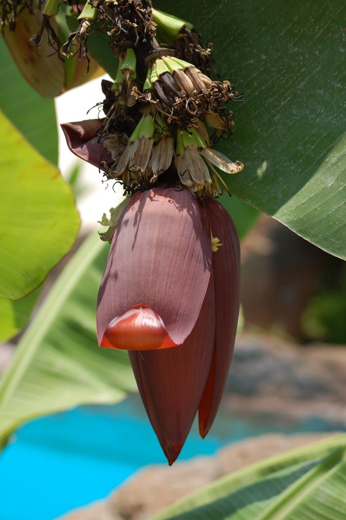 Banana flower by ivast