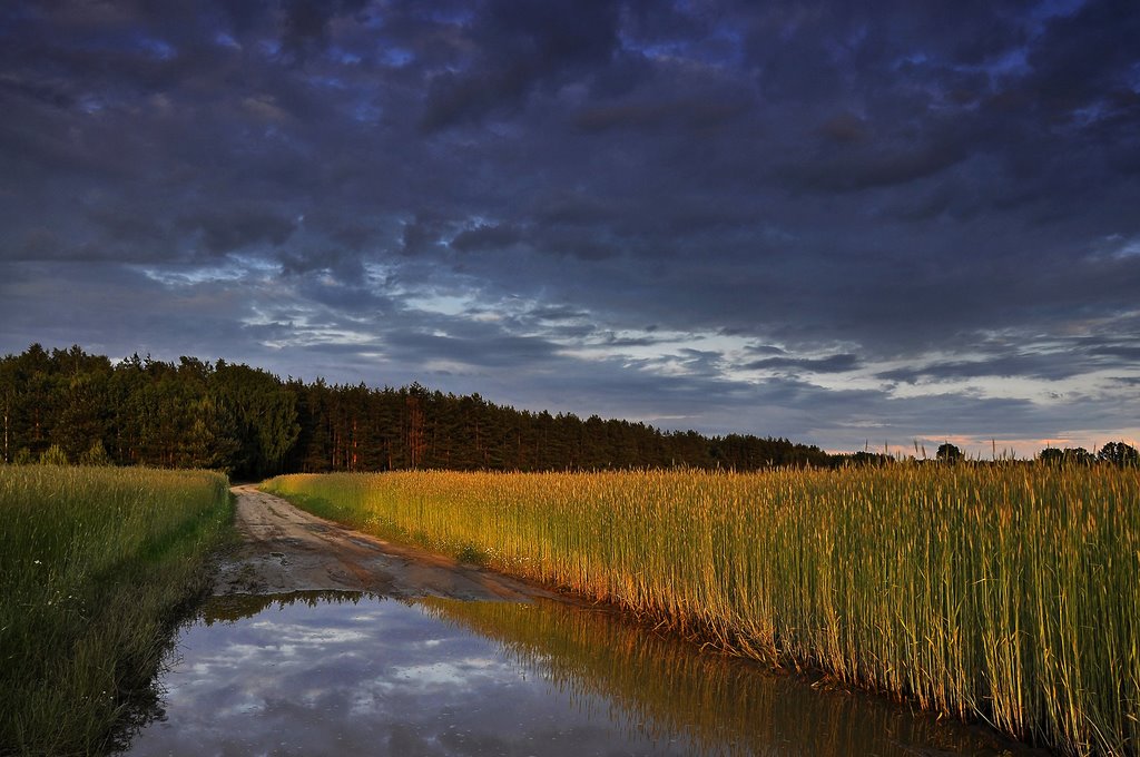 Gmina Radziejowice, Poland by Jacek M.