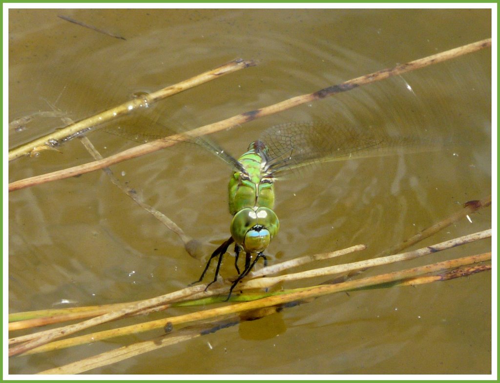 Landing In Stormy Waters by ©junebug