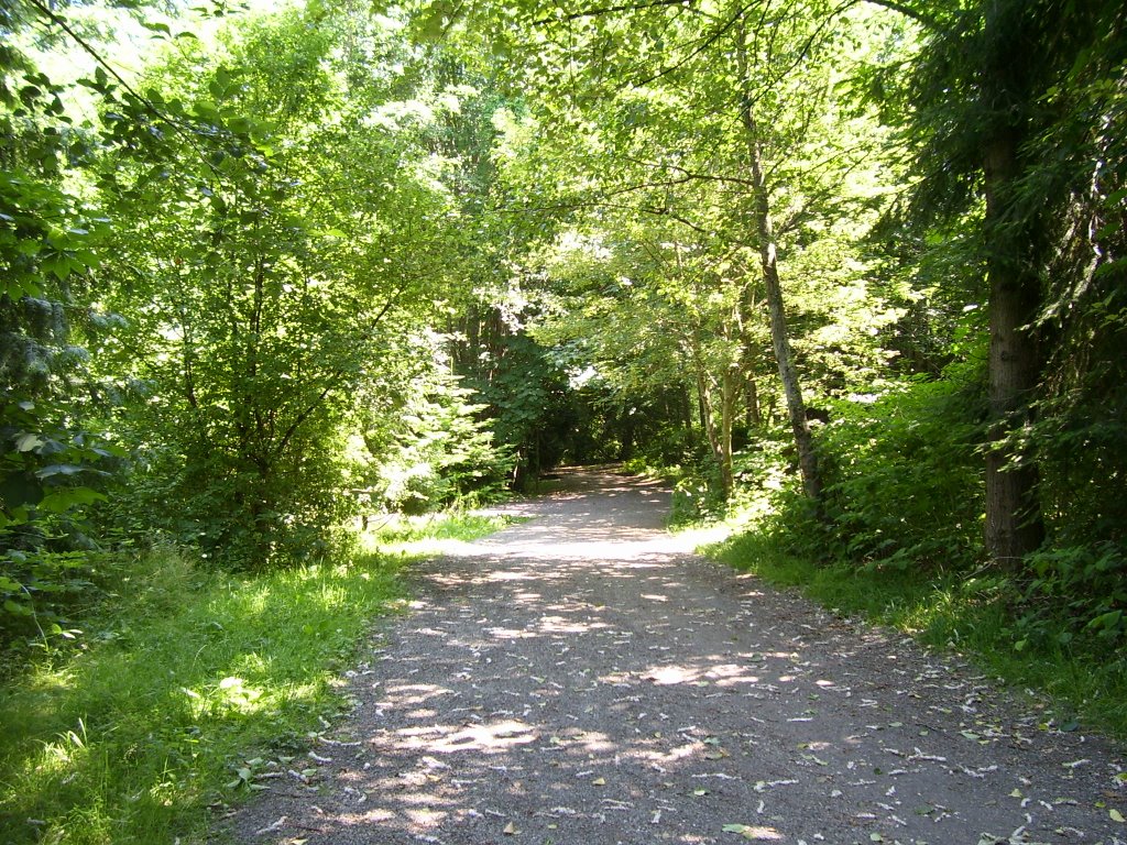 Trail through the woods, Jericho Beach by kuschk