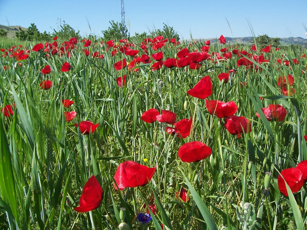 Gelincik bahcesi poppy by Savaş Köksal