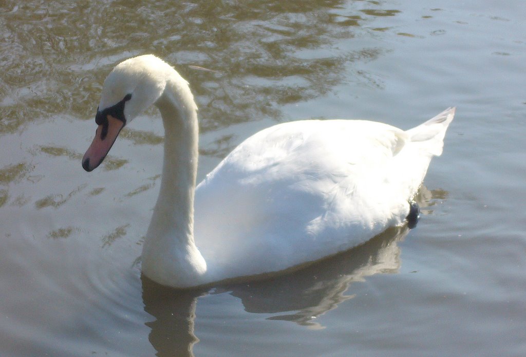 Swan, WWT Slimbridge by Laura_C