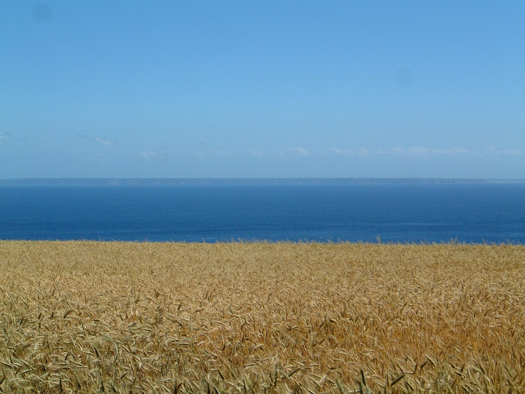 Barley Field, Sark by emmandell