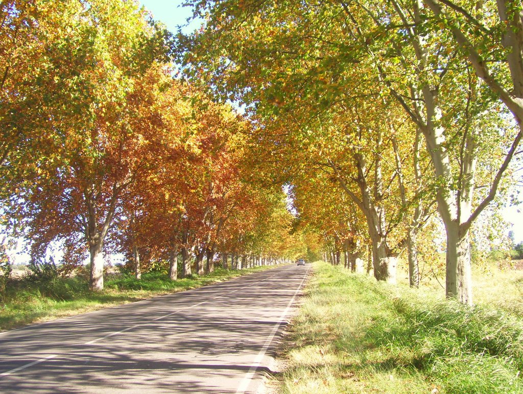 Otoño en Colonia Caroya by Adriana Lóndero