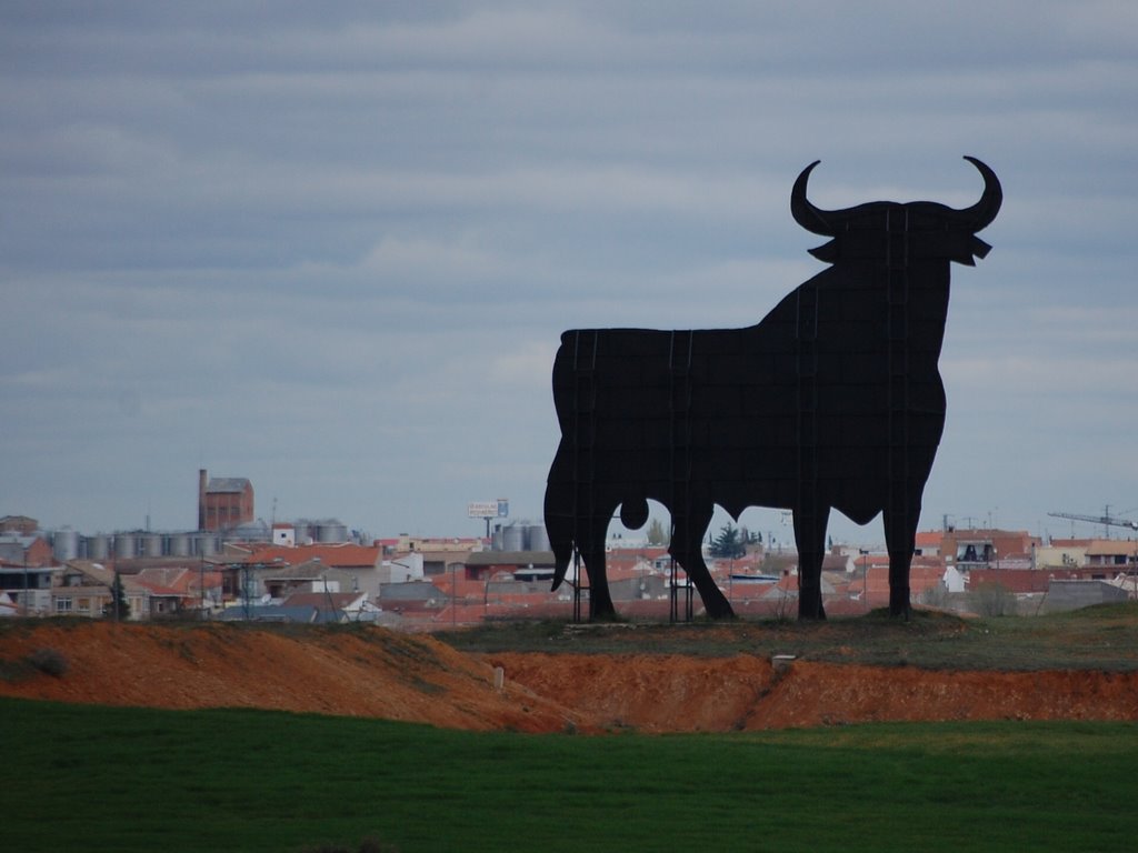 Toros..... by ©marica ferrentino