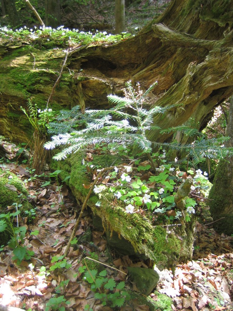 Haunted forest near Ibichbach by klaustschei