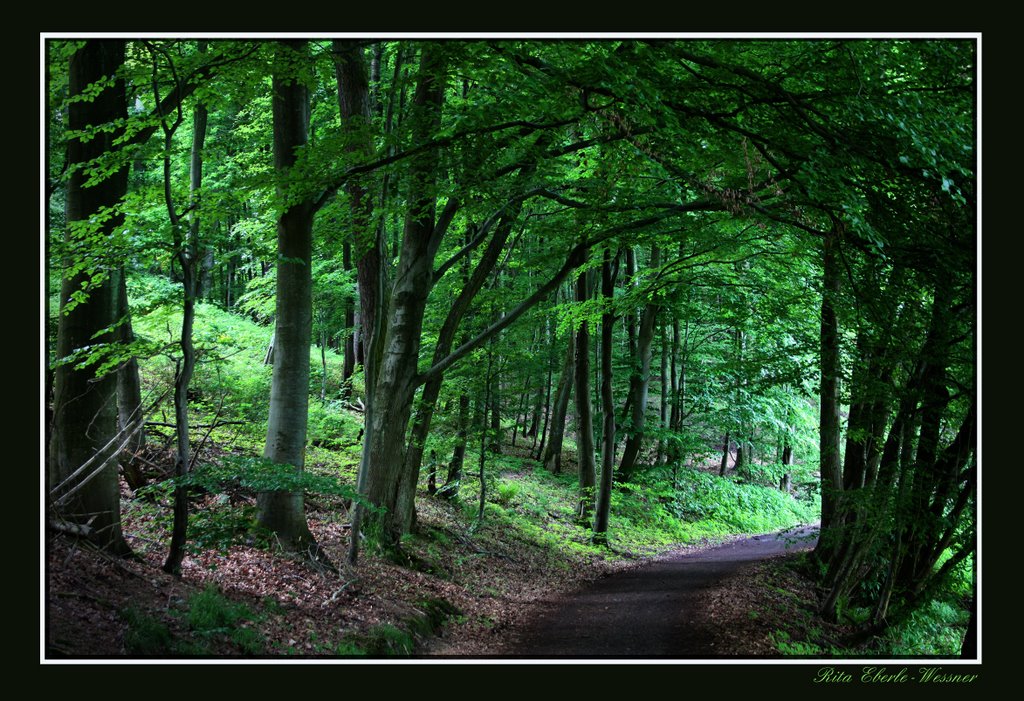 Waldweg by Rita Eberle-Wessner