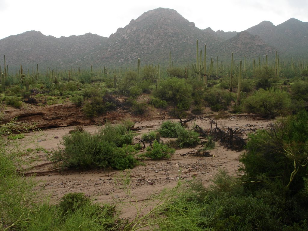 Rainy Day at Saguaro National Park by over21