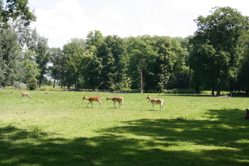 Deer camp, Kasteel De Haar in Utrecht by Carl030nl