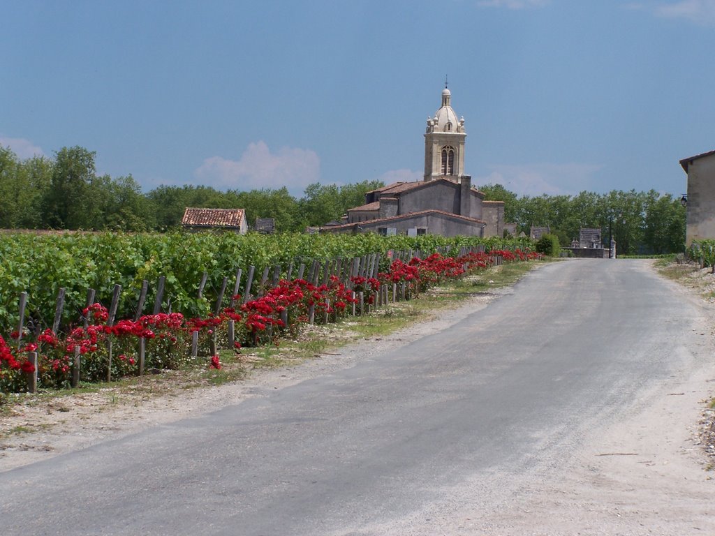 Vignoble près de Margaux by FGuertin