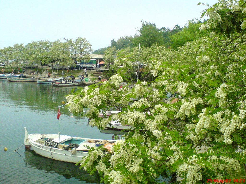 FATSA-Yalıköy by Şevki KEBELEK