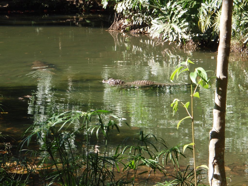 Jacarés no lago do zoo. by RioPreto