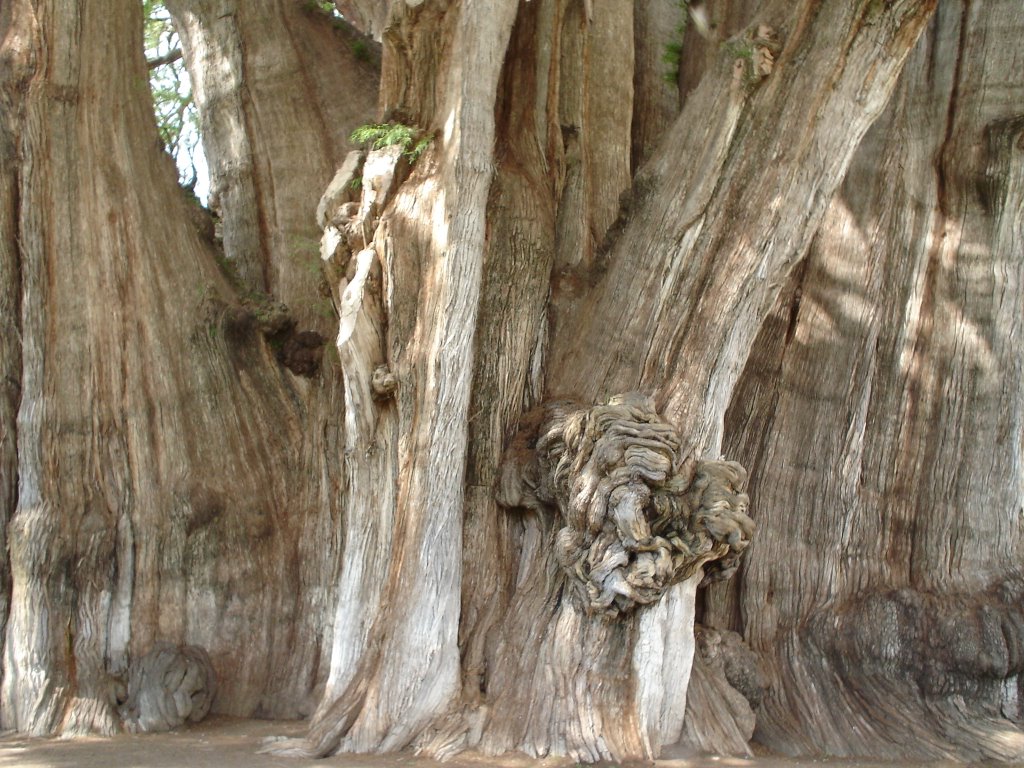 Tule Tree at Oaxaca by jAr10