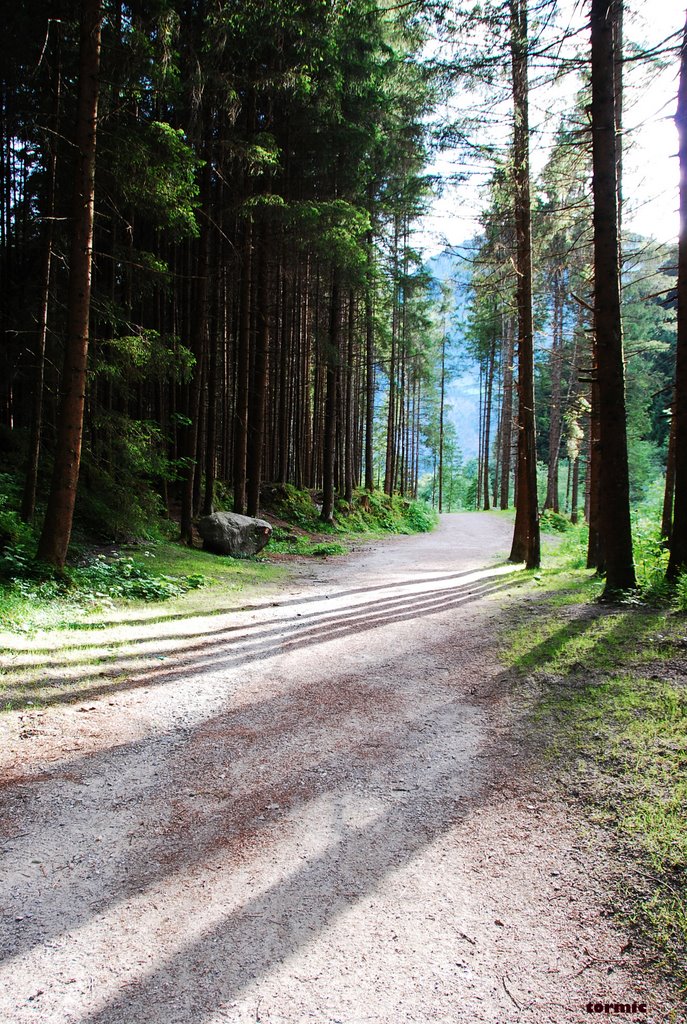 Shadows in the wood near Campo Tures/Sand in Taufers by tormic