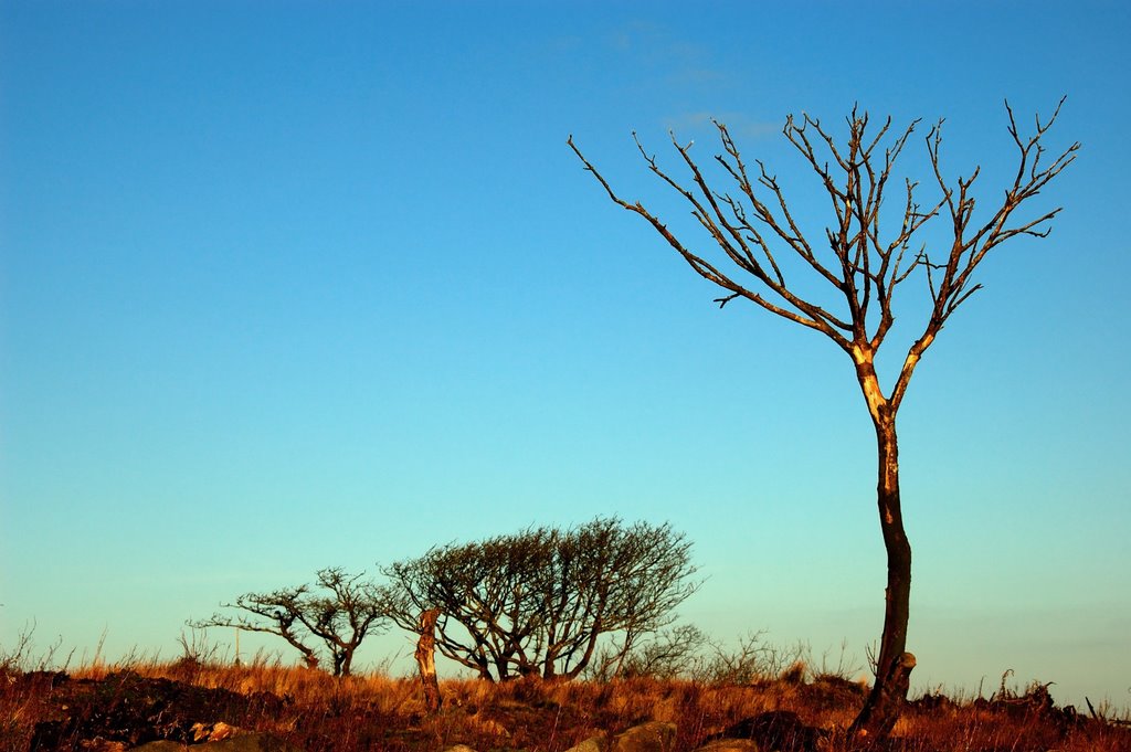 Dead tree on Steeple hill caught in a december morning sunlight.. by Chris Scaysbrook