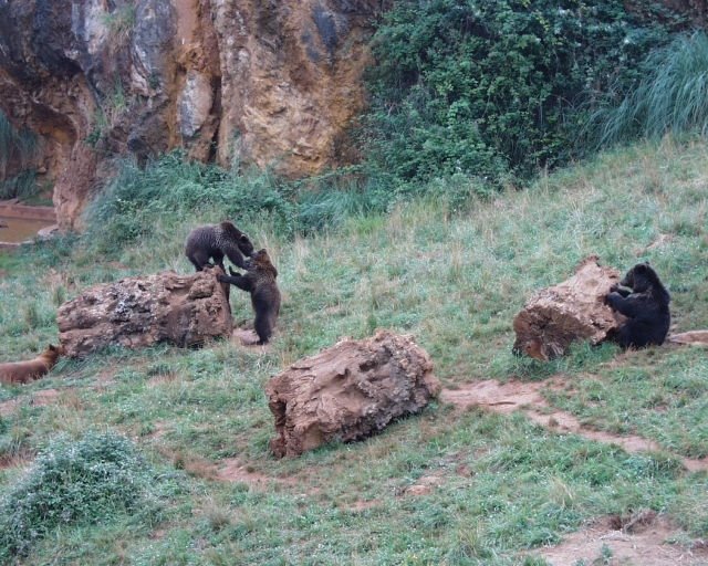 Osos jugando en Cabárceno by Ricardo Fernández