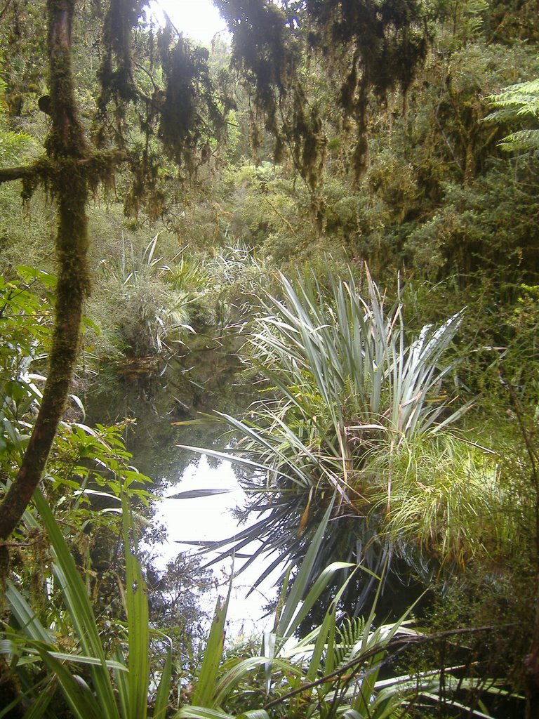 Lake Matheson, Forrest by wendyH