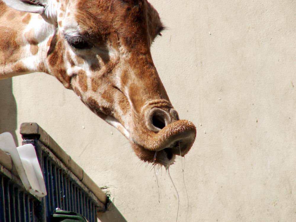 Antwerp Zoo, giraffe by Juut